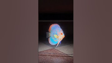 Diy hologram #howtomake #shorts #physics #science #lifehacks #diy #experiment