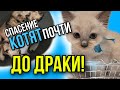 Спасение котят, одноглазой кошки и беременной  бабушки, чуть не закончилось дракой