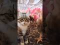 #funny and cute cats#funnyvideo #cutecats #viralcat #khan_sir#comedy #video #funtime