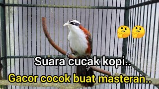 Burung Kopi Kopi/Cucak Kopi Gacor Baru Dapat Dari ombyokan langsung gacor ..!!2022🐦