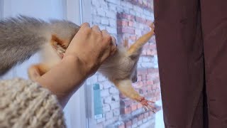 Самая сумасшедшая и хулиганистая белка!!! 🤣 Squirrel Molly- hooligan