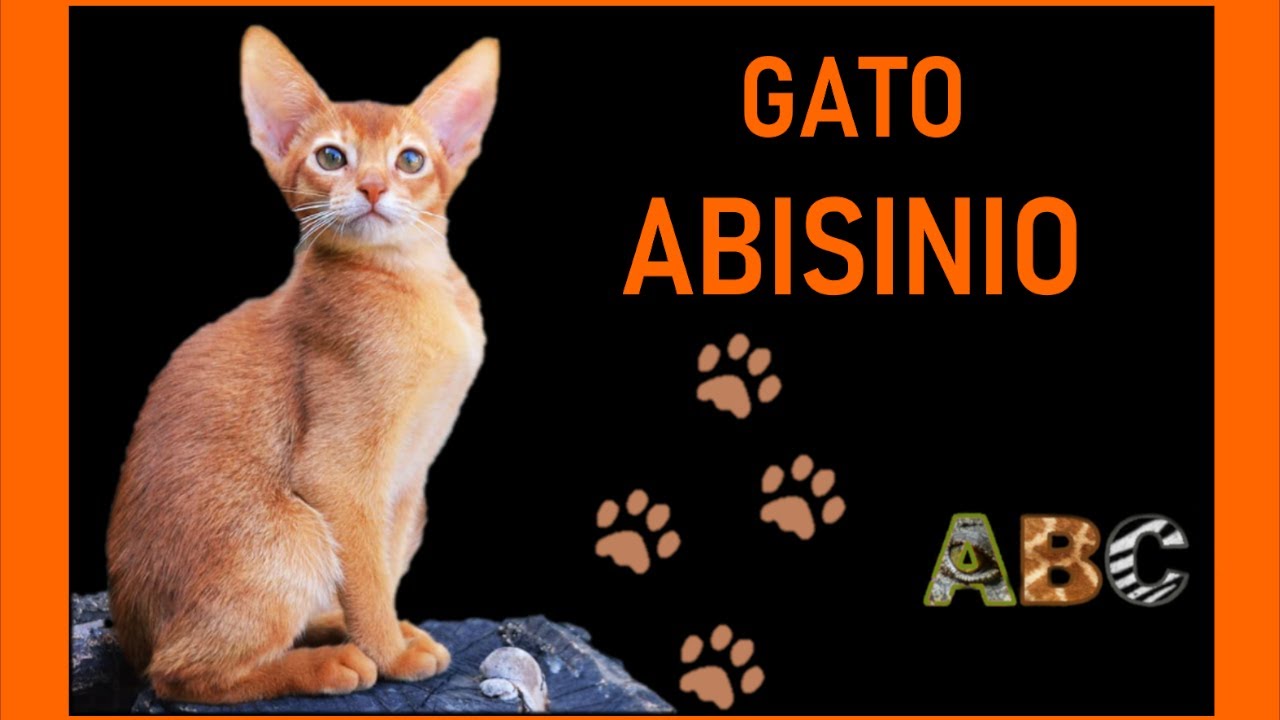 Gato Abisinio - El gato Puma