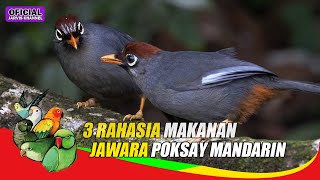 3 KUNCI RAHASIA Jawara Poksay Mandarin