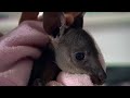 Caring for a Baby Wallaby | BBC Earth