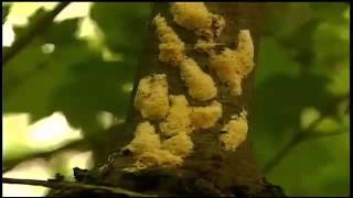 12461 tiere 013 002 WJAR DEM׃ gypsy moth caterpillars eating trees, leaves in RI