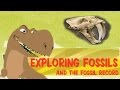 Fossil Exploration Quiz