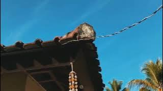 Story'Wa 30 Detik Hari Jum'at Berkah || Selamat Pagi Jum'at Sholawat