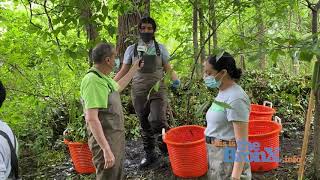 Van Cortlandt Park Alliance - Urban Ecology Teen Internship