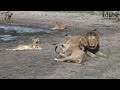Daughters Of The Mapogo Lions - Rebuilding The Othawa Pride - 112: Relaxing at a Waterhole