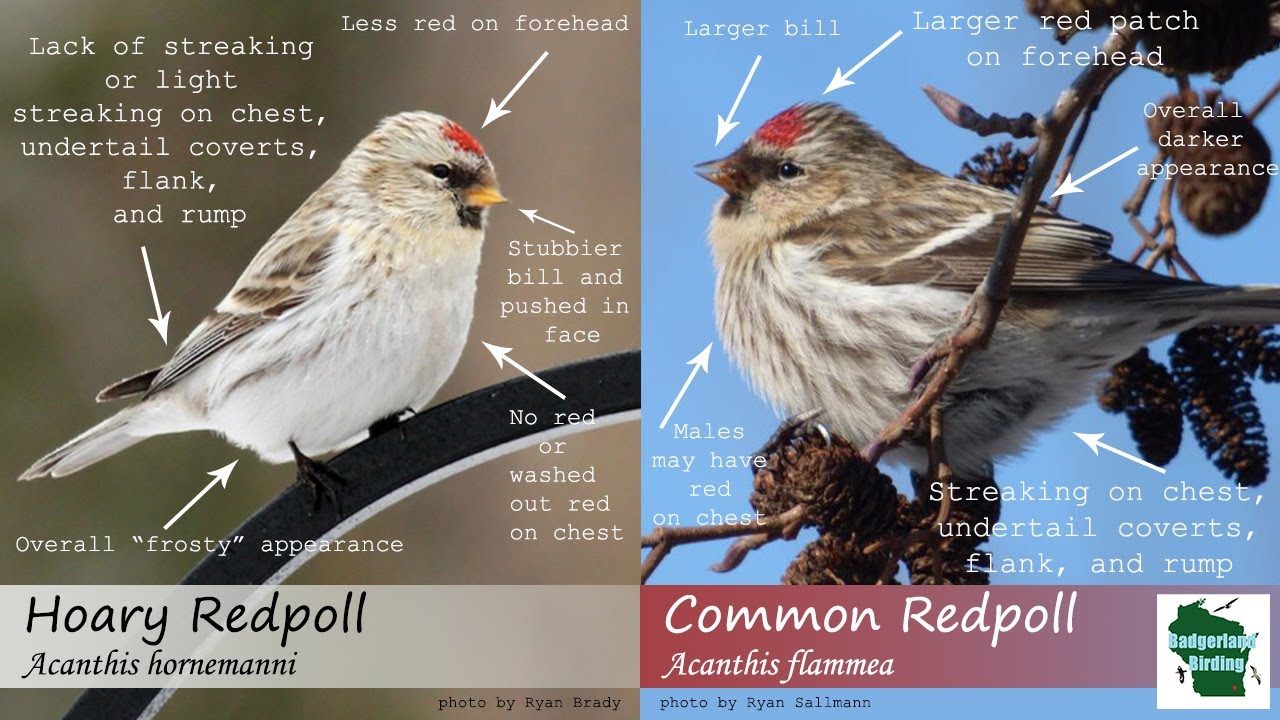 Common Redpoll Vs House Finch