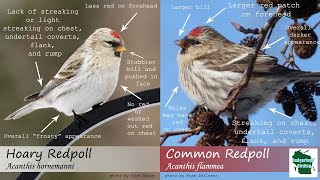 Советы по идентификации: седой Redpoll против обычного Redpoll