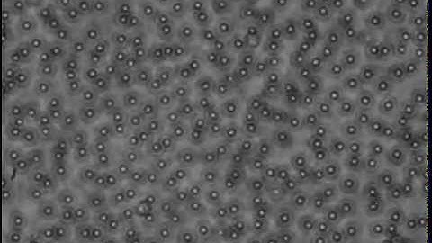 Solution of "Janus" particles under an AC electric field of 5 kHz