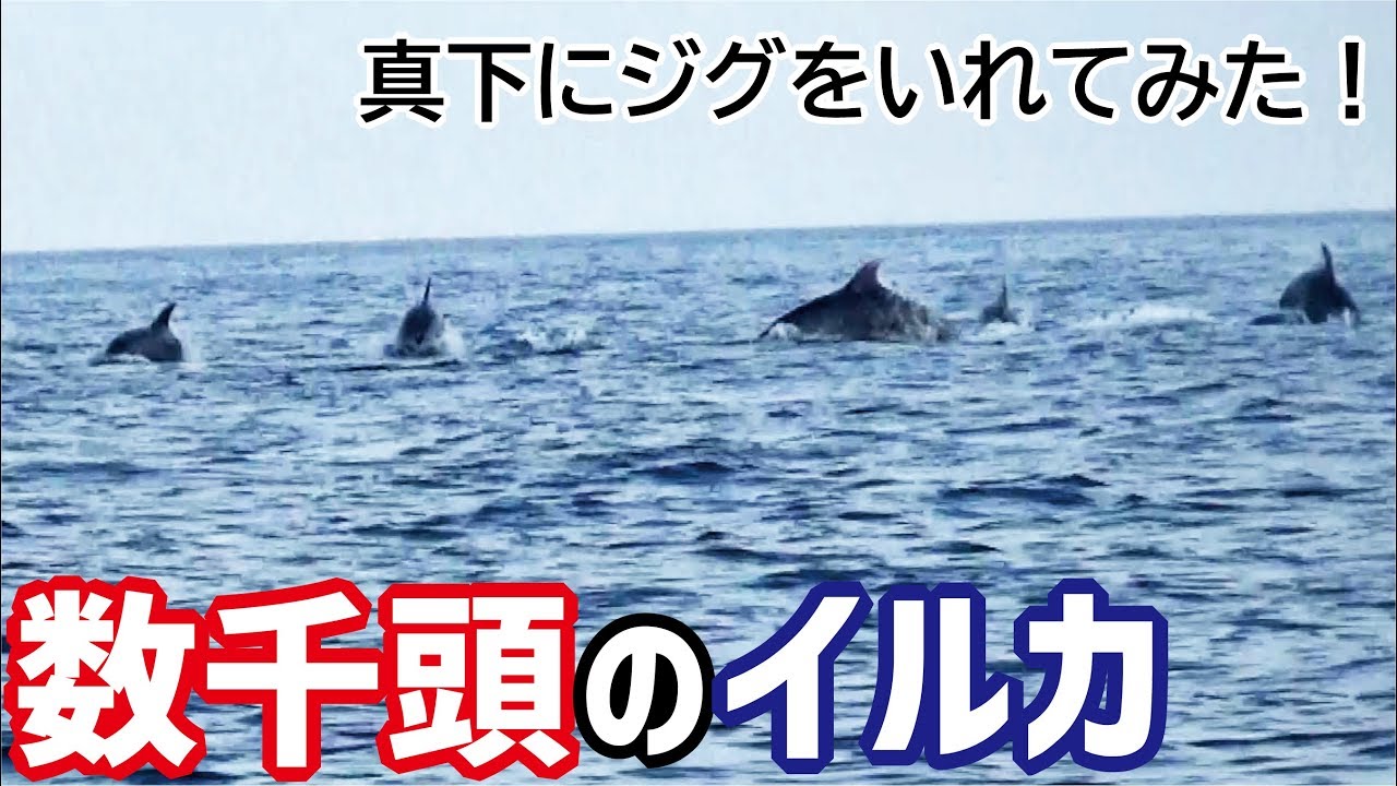 Dropping a jig under thousands of dolphins (Episode 530) - YouTube