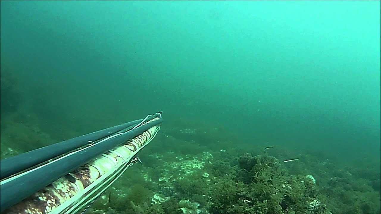 pesca subacquea Alessandro Mastrobuoni Sarago pizzuto a 3 mt con OMER HF camu 95