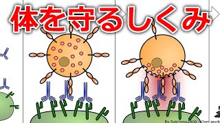 ウイルスや細菌は体内でどのように破壊されるのか？【日本科学情報】【生命科学】