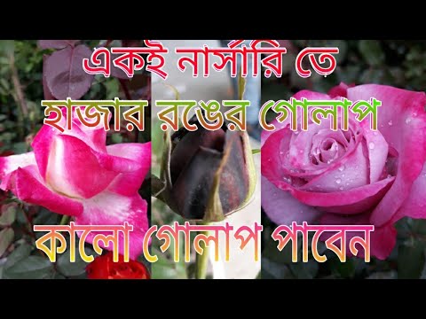 ভিডিও: উত্তর গোলাপ, আলংকারিক উদ্ভিদ নার্সারি