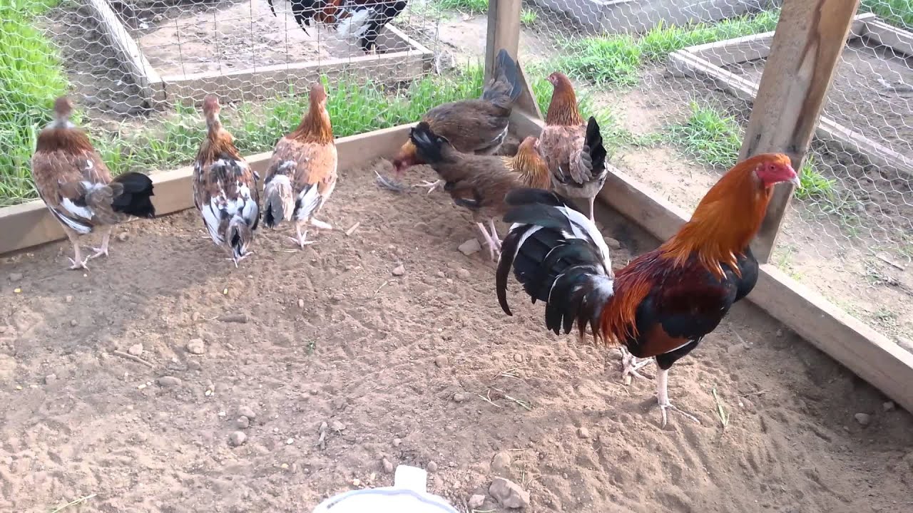 Lacy Roundhead brood pen YouTube