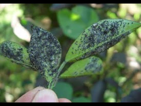 Vídeo: Informações sobre o pulgão da cereja preta: Saiba mais sobre os sinais de pulgões da cereja preta