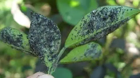 Como acabar com Pulgao preto no pé de limão?