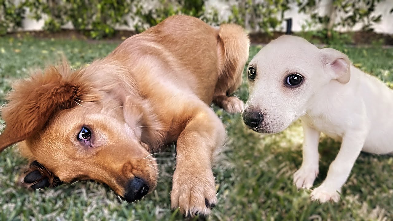 My Rescue Puppies Made My Golden Retriever SICK...