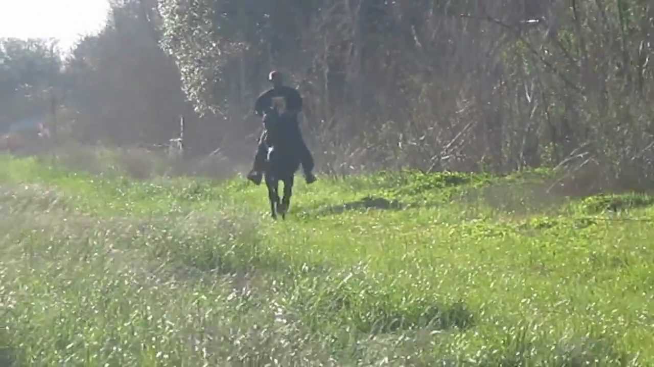 JD's Kuntryboy Singlefooting Stallion