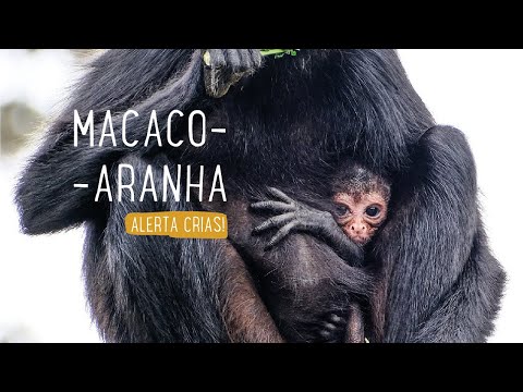 Macaco-aranha - Saúde Animal