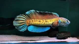 Stunning Channa Barca: Rare and Beautiful Snakehead Fish in Action! #ChannaBarca #RareSnakeheadFish