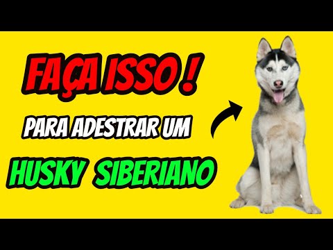 Vídeo: Como Treinar Um Husky