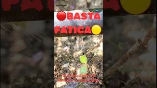 Non toccherò più un innaffiatoio! Ecco perché… #orto #basilico #digiulio #faidate #happyfarmer