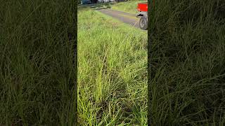 Starting the day spraying rats tail grass.
Starting the day spraying rats tail grass. Starting the day spraying rats tail grass.
