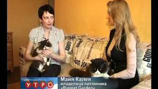 Selkirk rex/ Селкирк рекс Selkirk rex/ Селкирк рекс