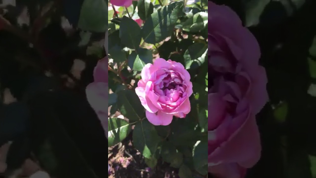 Tyler Rose Garden 4 16 2020 Youtube