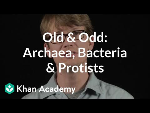 Video: Jsou Halophiles archaea?
