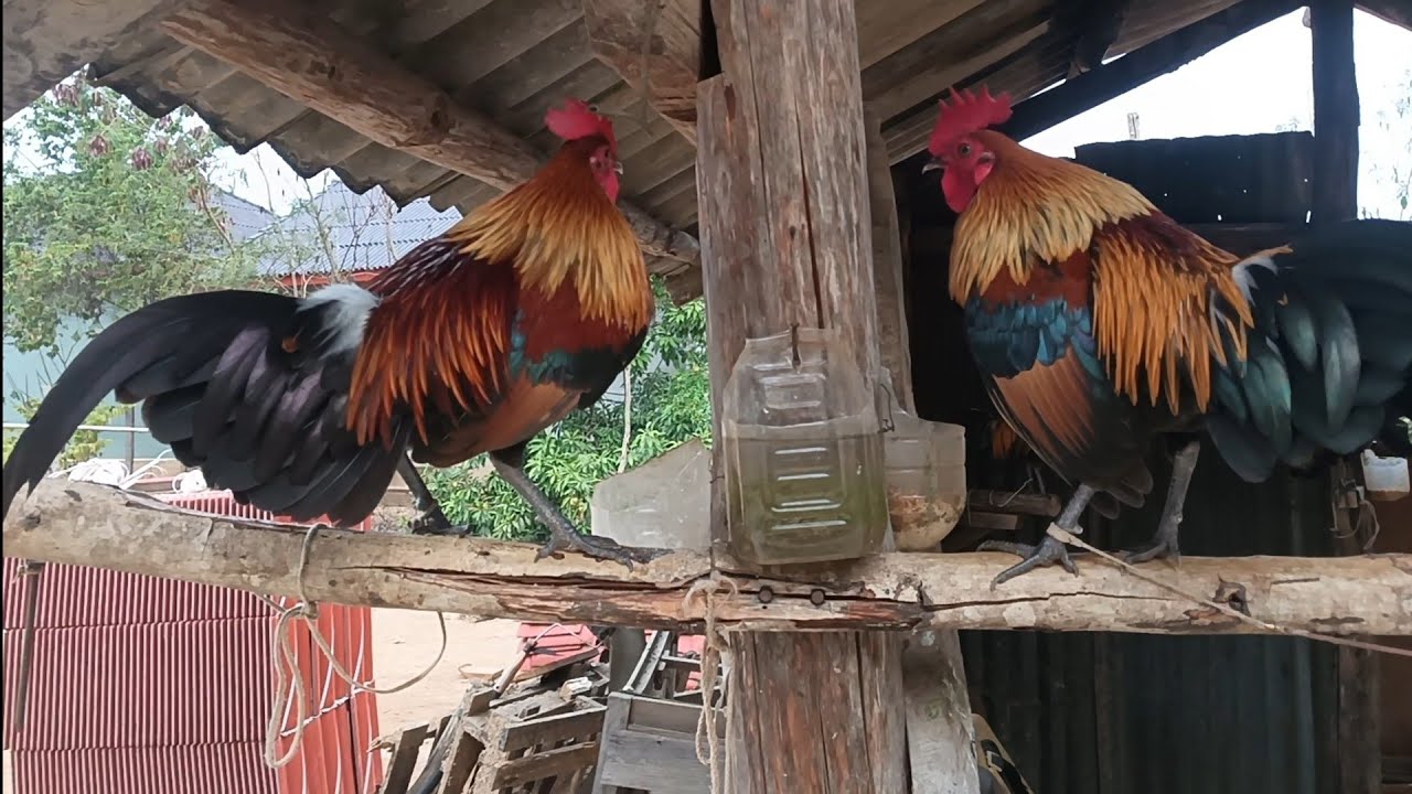 Rov los Saib Nawb Qaib Dib Coob Heev 15/2/2025