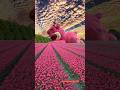 Most beautiful place✨in the earth🌎#shortsfeed#shortvideo#nature#naturelovers#beautiful#amazingview