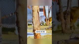 Just How BIG Can a White Tiger Get? This One Is Insane! 🤯 #animalshorts #tiger #lioness