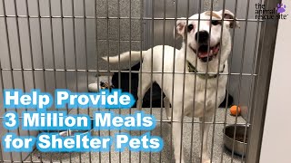 Shelter Bowl 2024: Feed Shelter Animals