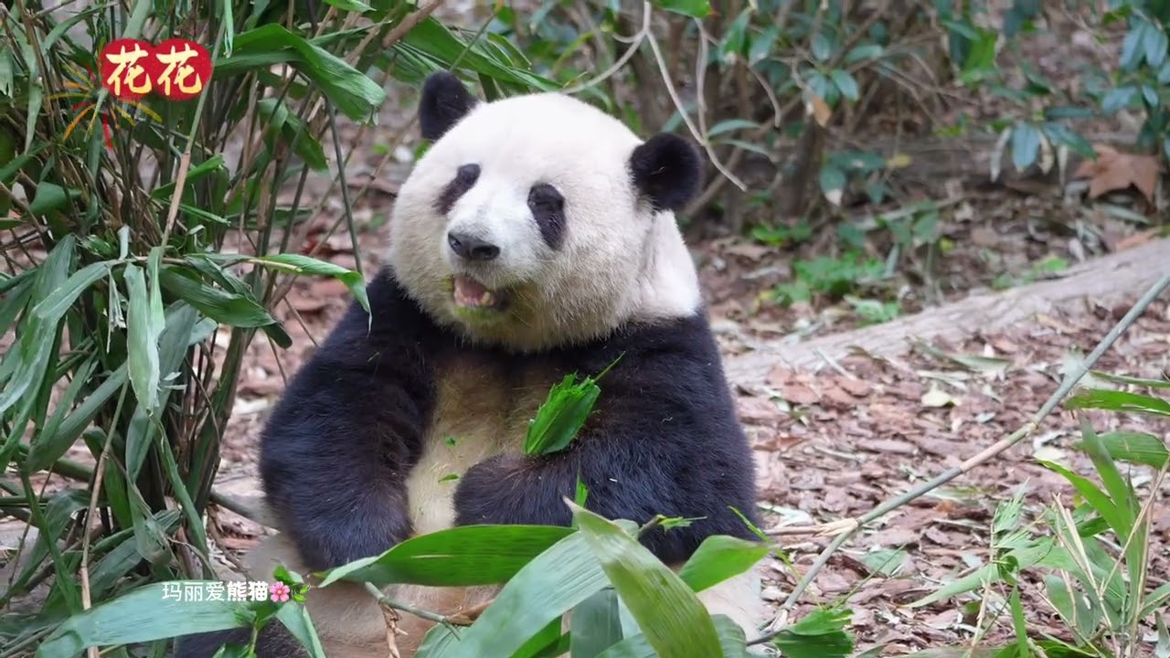 春节假期，花花局长认真工作