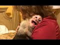 Capuchin Monkey Missed Grandma!!