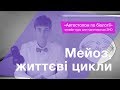 Мейоз, життєві цикли – Підготовка до ЗНО – Біологія