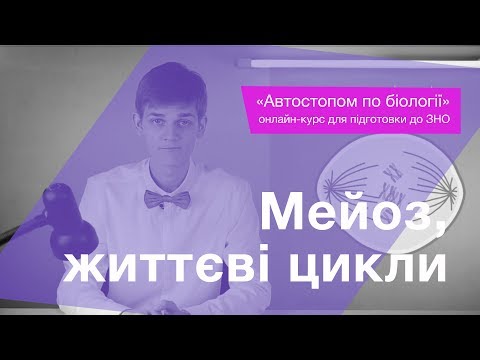 Мейоз, життєві цикли – Підготовка до ЗНО – Біологія