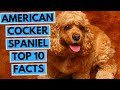 American Cocker Spaniel - TOP 10 Interesting Facts の動画、YouTube動画。