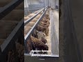 Араван Арашан”Достук чарбасы” +996555558501 ватсап