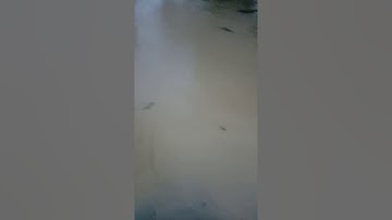 Sungai cimanuk meluap tanggul jebol...