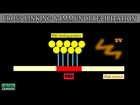 Video: DCLIP: Računalniški Pristop Za Primerjalne CLIP-seq Analize