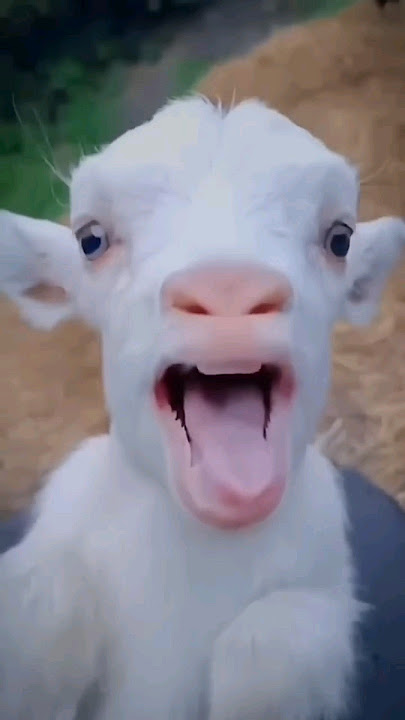 Anak kambing lucu #funny #lucu #comedy #shorts #komedi #kome #anakkambing #anakkambinglucu