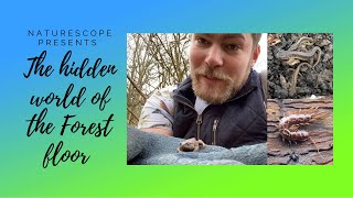 The HIDDEN World Of The Forest Floor | SECRET UK wildlife