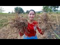 Find Taro From Hard Soil For Dessert | Sros Yummy Cooking Vlogs