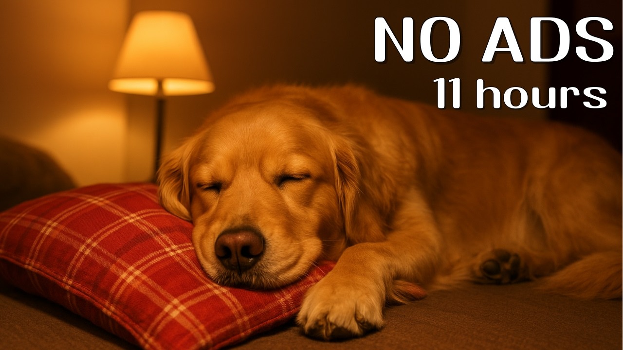 🍃11hour🐶Piano music that dogs like🌙강아지가 좋아하는 피아노 음악🐾