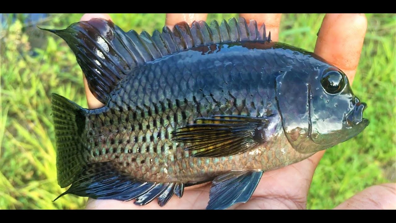 Swamp Fishing Rods Swamp fishing with bamboo rod (Catch, Clean and Cook) - YouTube